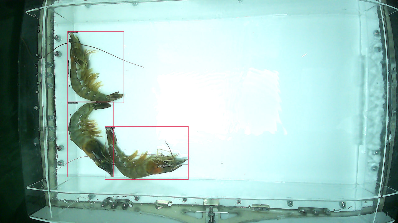 Overlapping shrimps are individually identified by our model