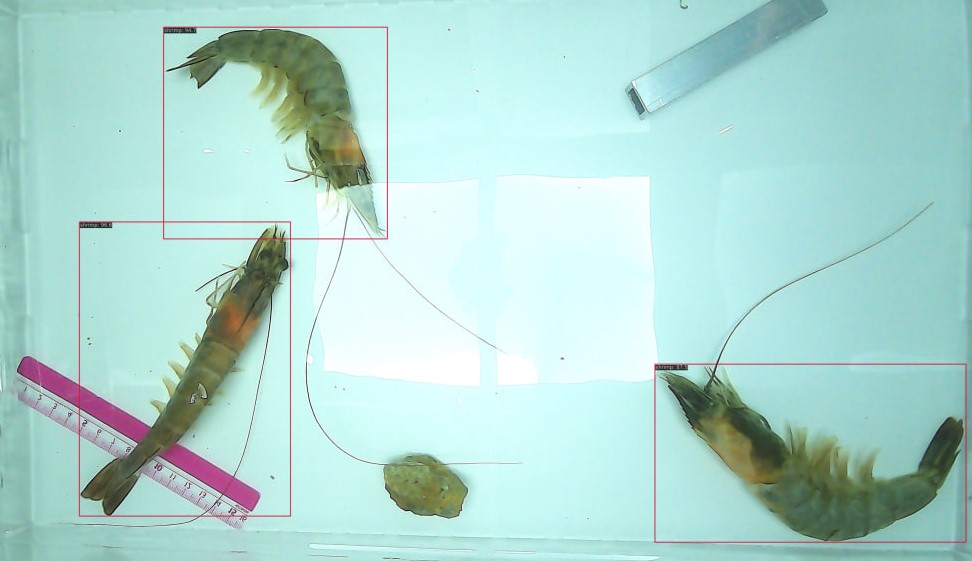 Foreign objects are not misidentified as shrimps by our model